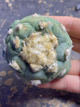 Load image into Gallery viewer, Lophophora peyote
