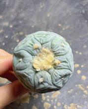 Load image into Gallery viewer, Lophophora peyote

