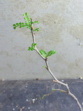Load image into Gallery viewer, Operculicarya pachypus
