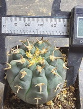 Load image into Gallery viewer, GYMNOCALYCIUM spegazzinii v.unguispinum
