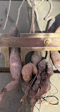 Load image into Gallery viewer, Operculicarya pachypus（each）
