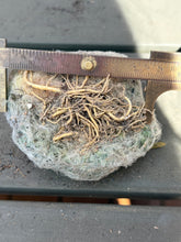 Load image into Gallery viewer, Mammillaria plumosa
