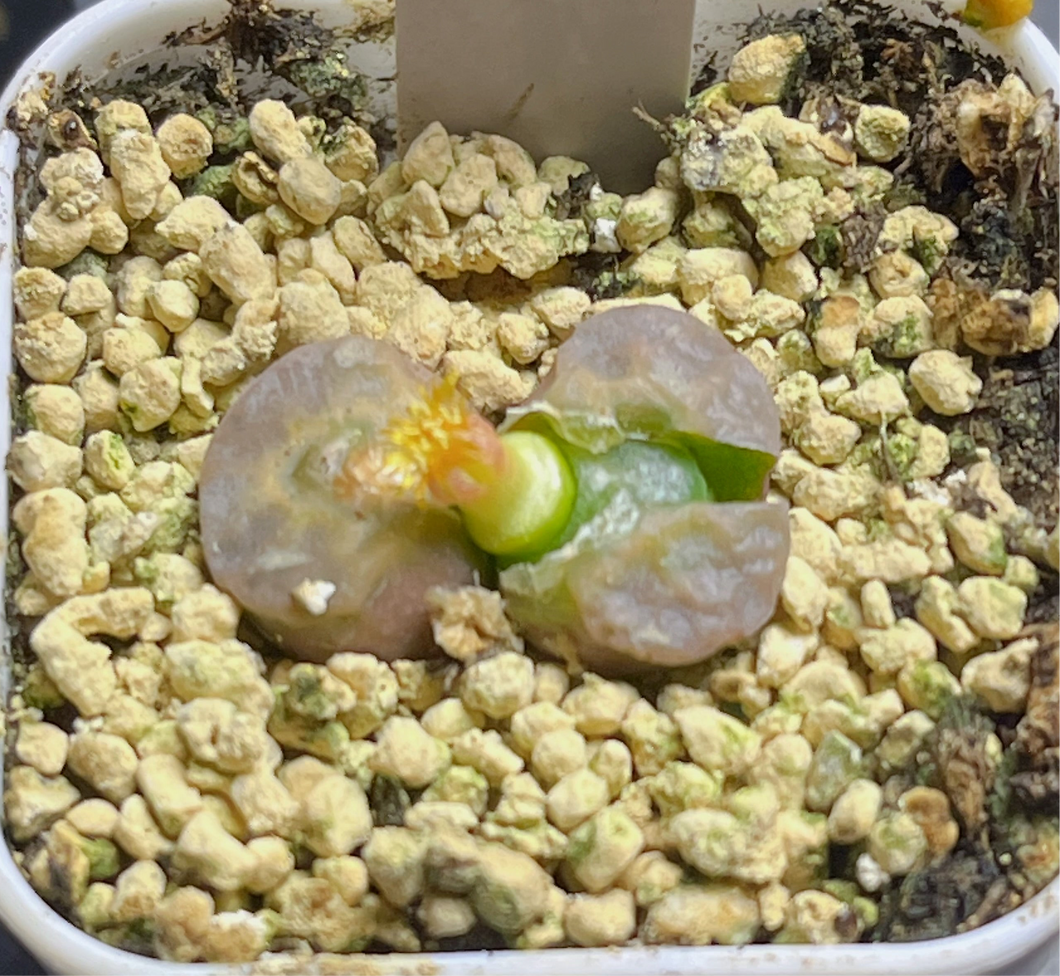 Conophytum angelicae ssp tetragonum MG1410