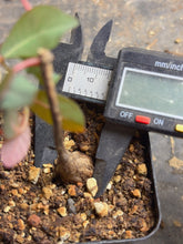 Load image into Gallery viewer, Phyllanthus mirabilis
