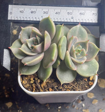 Load image into Gallery viewer, Succulent Lake Baikal variegated
