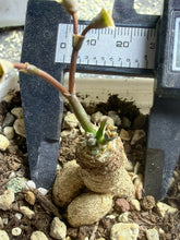 Load image into Gallery viewer, Euphorbia primulifolia
