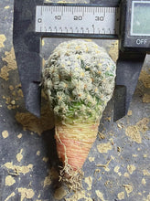 Load image into Gallery viewer, Mammillaria duwei
