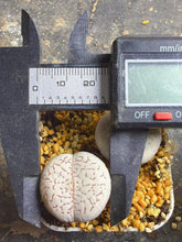 Load image into Gallery viewer, Lithops vanzylii（each)
