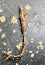 Load image into Gallery viewer, Senna meridionalis
