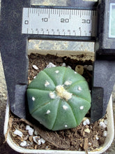 Load image into Gallery viewer, Astrophytum asterias
