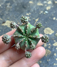 Load image into Gallery viewer, Euphorbia Meloformis subsp. Valida
