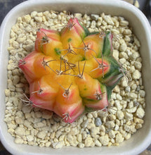 Load image into Gallery viewer, Gymnocalycium mihanovichii variegata
