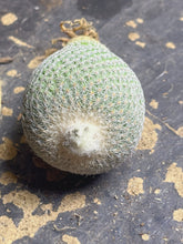 Load image into Gallery viewer, Epithelantha bokei

