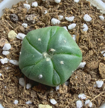 Load image into Gallery viewer, Astrophytum asterias
