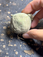 Load image into Gallery viewer, Pseudolithos cubiformis
