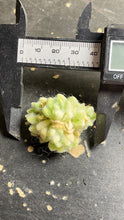 Load image into Gallery viewer, Sedum Hitonii
