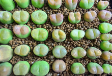 Load image into Gallery viewer, Conophytum Maughanii
