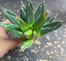 Load image into Gallery viewer, Agave Victoriae-Reginae
