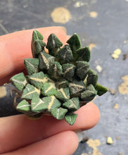 Load image into Gallery viewer, Ariocarpus kotschoubeyanus
