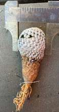 Load image into Gallery viewer, Mammillaria pectinifera
