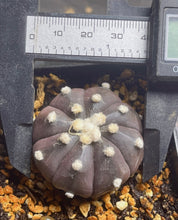 Load image into Gallery viewer, Astrophytum Asterias 'Purple'
