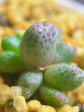 Load image into Gallery viewer, Conophytum marginatum ssp.
