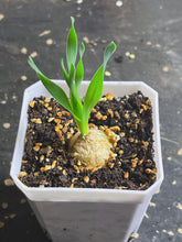 Load image into Gallery viewer, Albuca fagaroides
