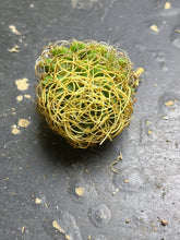Load image into Gallery viewer, Cactus
