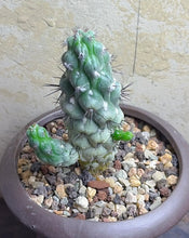 Load image into Gallery viewer, Ortegocactus macdougallii
