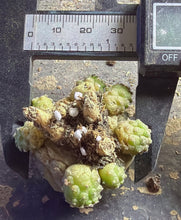 Load image into Gallery viewer, Copiapoa hypogea (Lizard skin)
