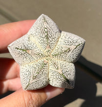 Load image into Gallery viewer, ASTROPHYTUM MYRIOSTIGMA CV. ONZUKA F. CRESTATA

