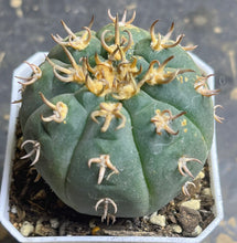Load image into Gallery viewer, GYMNOCALYCIUM spegazzinii v.unguispinum
