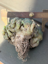 Load image into Gallery viewer, Lophophora Williamsii
