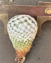 Load image into Gallery viewer, Mammillaria egregia
