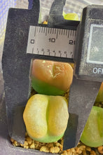 Load image into Gallery viewer, Conophytum Maughanii（big)
