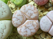 Load image into Gallery viewer, Lithops lesliei, Tri-Lobed Mercedes Offset Rare Living Stone
