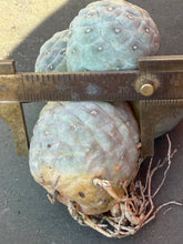 Load image into Gallery viewer, Tephrocactus geometricus
