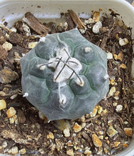 Load image into Gallery viewer, Turbinicarpus jauernigii
