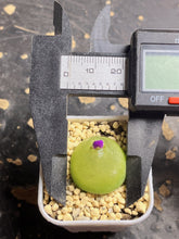 Load image into Gallery viewer, Conophytum Burgeri
