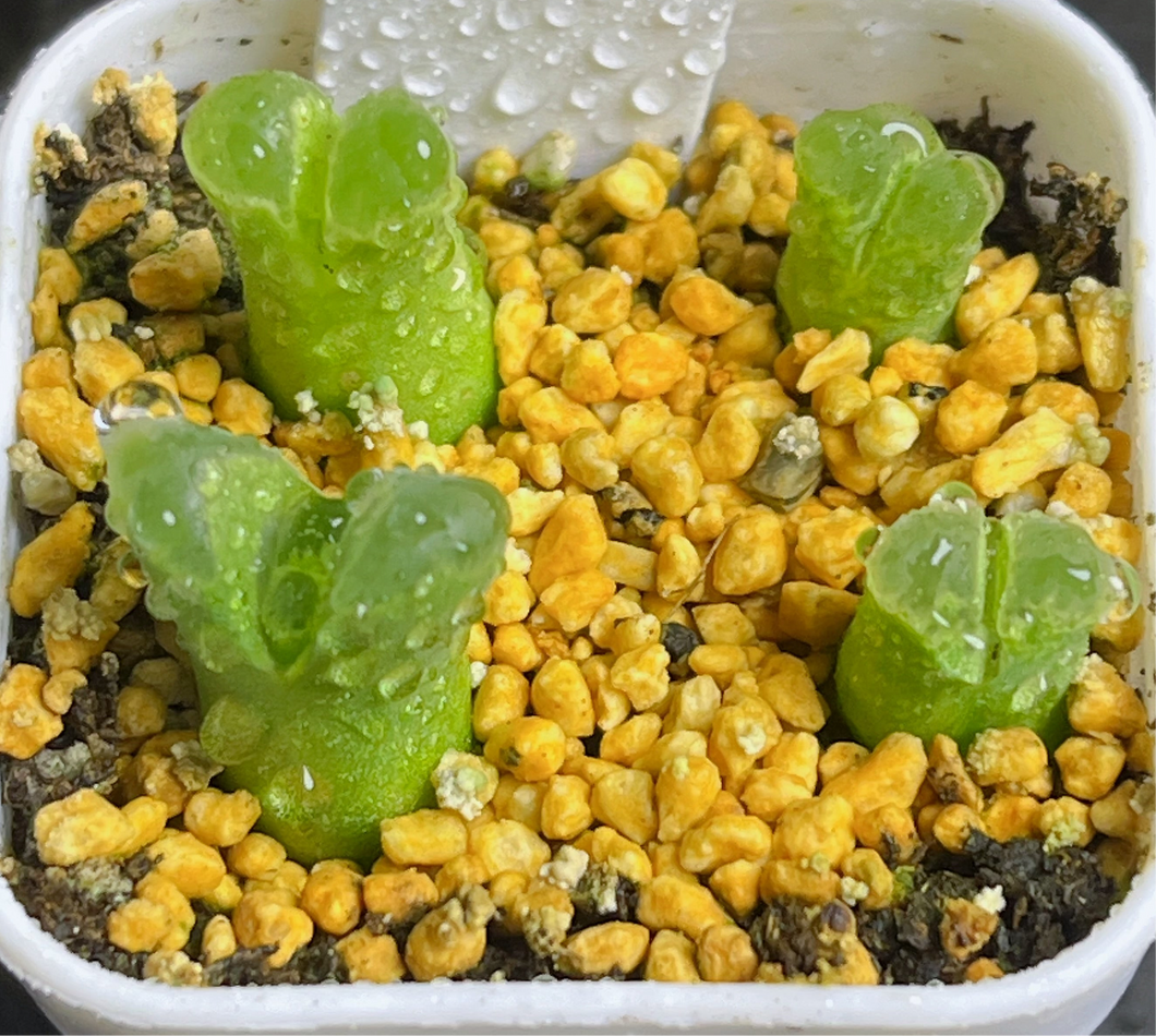 Conophytum devium ssp. Stiriiferum and concordans (whole pots)