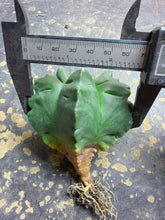 Load image into Gallery viewer, Astrophytum myriostigma 'Kikko'
