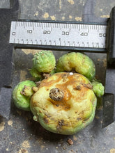 Load image into Gallery viewer, Euphorbia obesa
