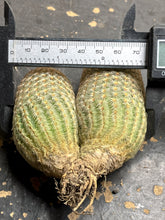 Load image into Gallery viewer, Echinocereus rigidissimus var.
