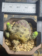 Load image into Gallery viewer, Rebutia rauschii f. Rubra
