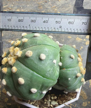Load image into Gallery viewer, Astrophytum asterias
