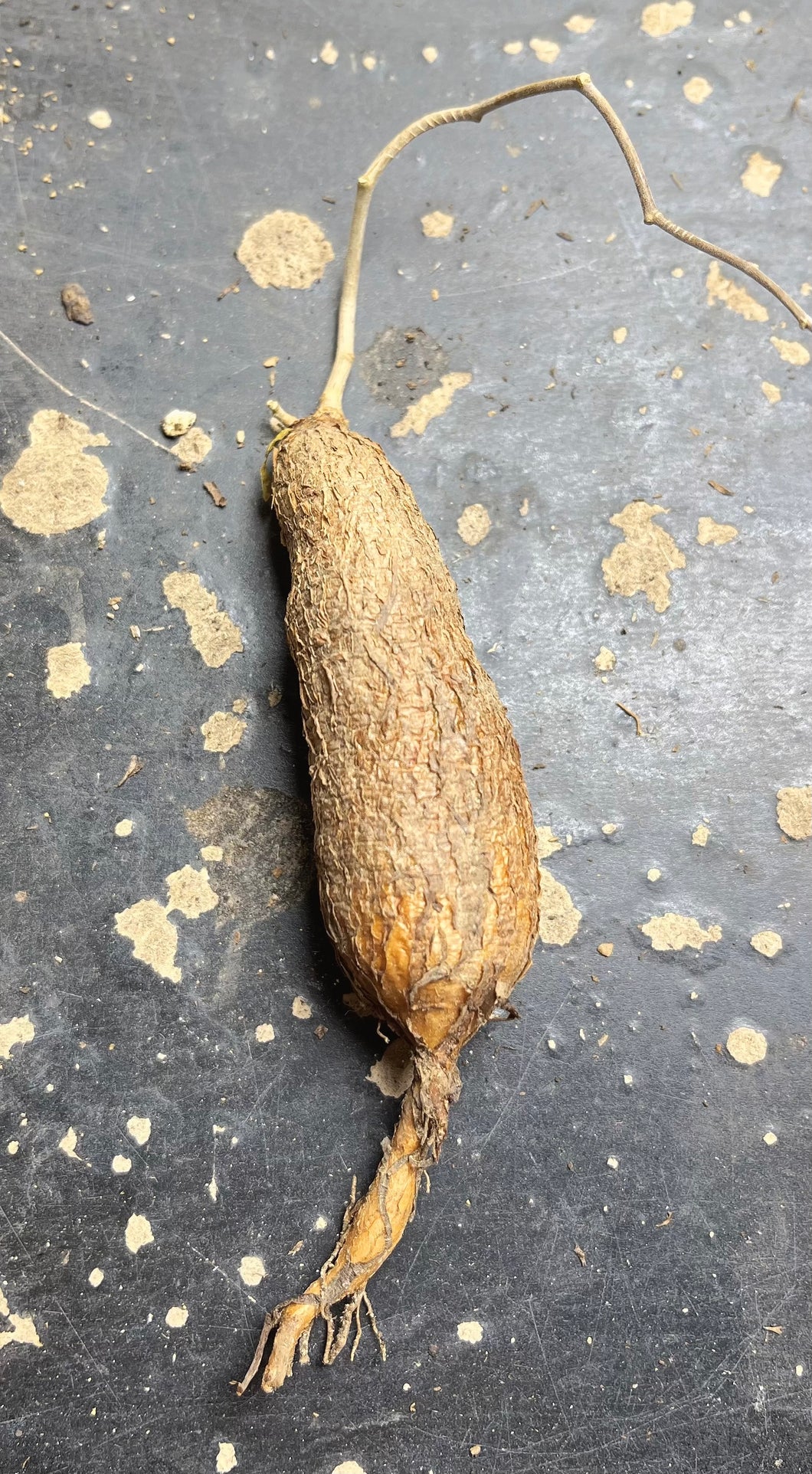 Operculicarya pachypus