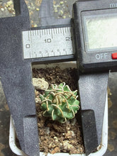 Load image into Gallery viewer, Turbinicarpus schmiedickeanus andersonii
