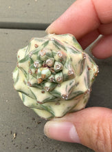 Load image into Gallery viewer, Monadenium ritchiei Variegated(white)
