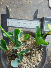 Load image into Gallery viewer, Euphorbia parvimedusae
