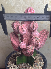 Load image into Gallery viewer, Euphorbia abdelkuri Variegated
